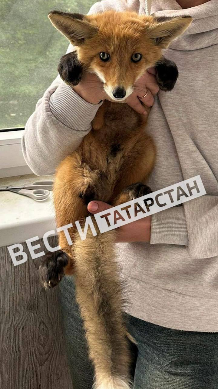 Жительница Татарстана спасла сбитого лисёнка и приютила его у себя дома