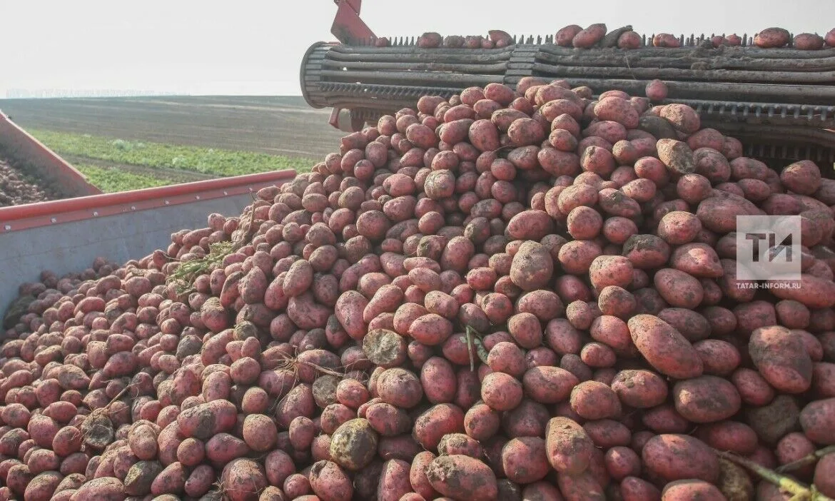 В Татарстане картофель подорожал на 273% за год — ценовой рекорд