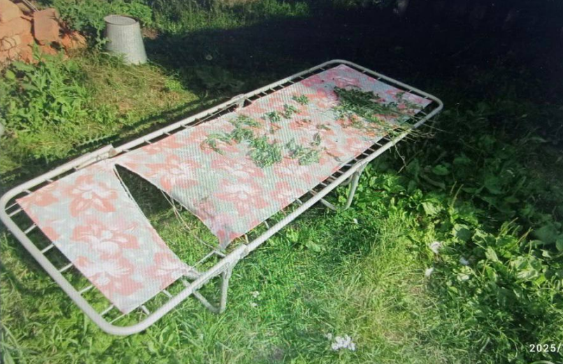 Жителя Татарстана судят за выращивание 173 кустов мака на приусадебном участке