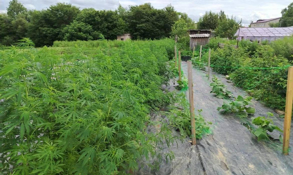 В Татарстане у пенсионера нашли 66 кустов конопли в огороде