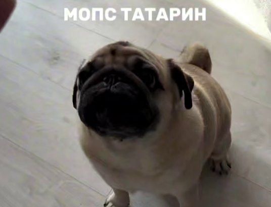 Мопс-татарин покорил соцсети знанием команд на татарском