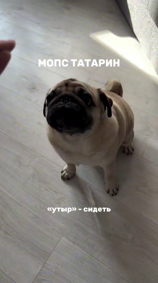 Мопс-татарин покорил соцсети знанием команд на татарском