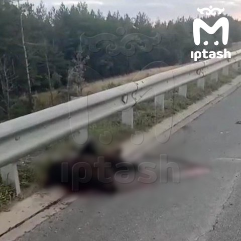 Медвежонка сбили насмерть в Елабужском районе