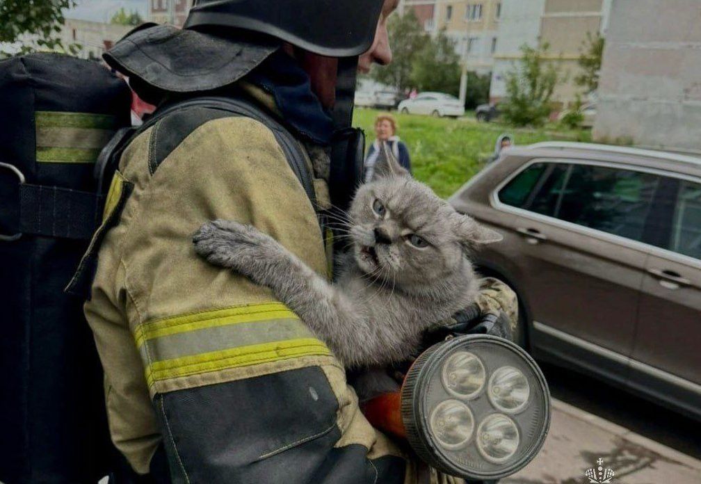 В Нижнекамске пожарные спасли кота из горящей квартиры