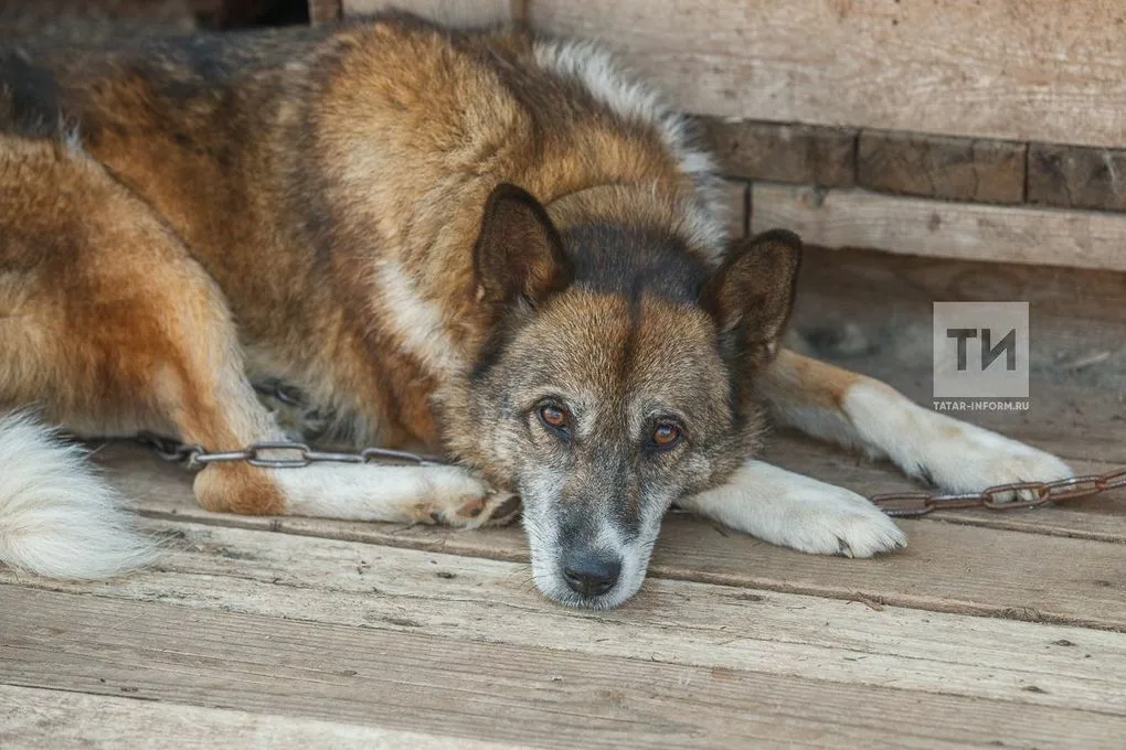 Кинолог объяснил, почему собаки проявляют деструктивное поведение