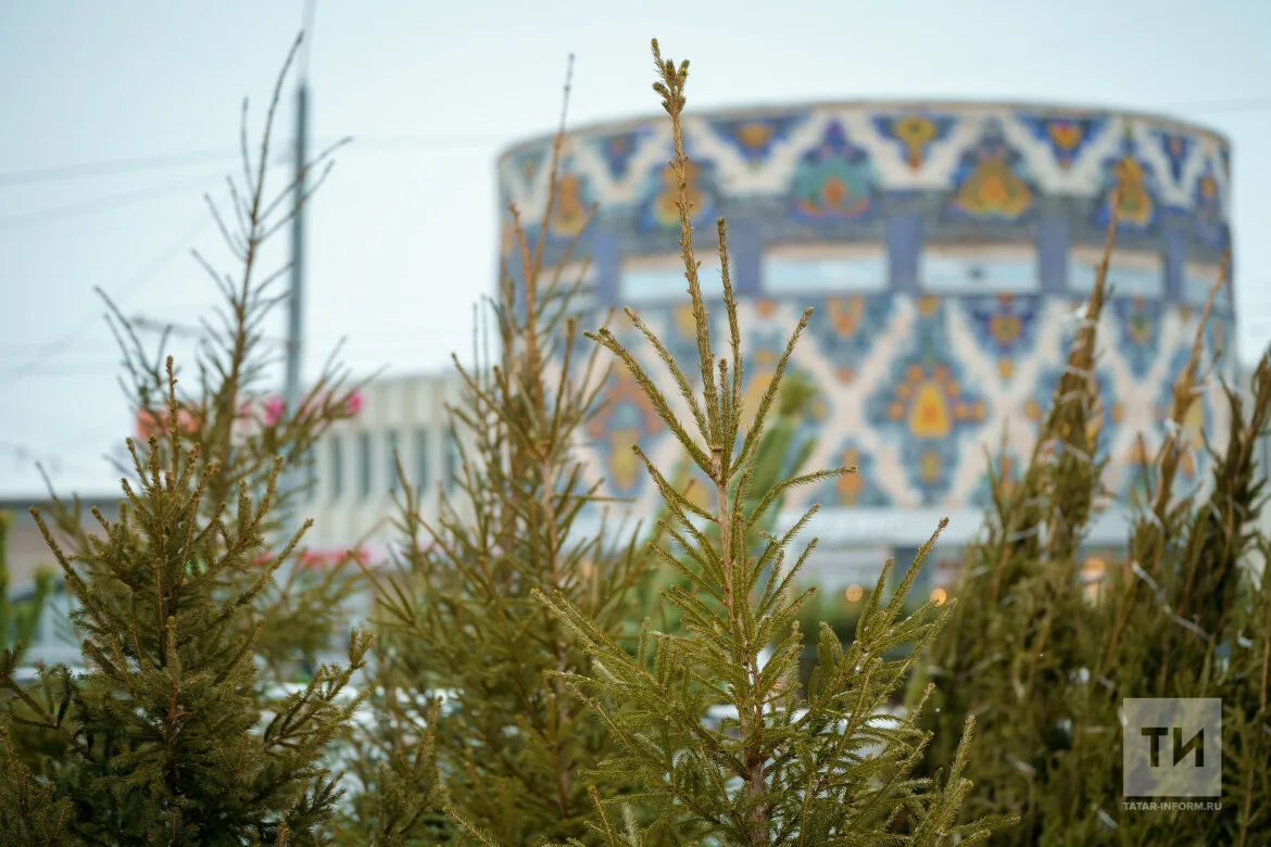 Казанцы сдали на переработку около 3 тысяч новогодних ёлок