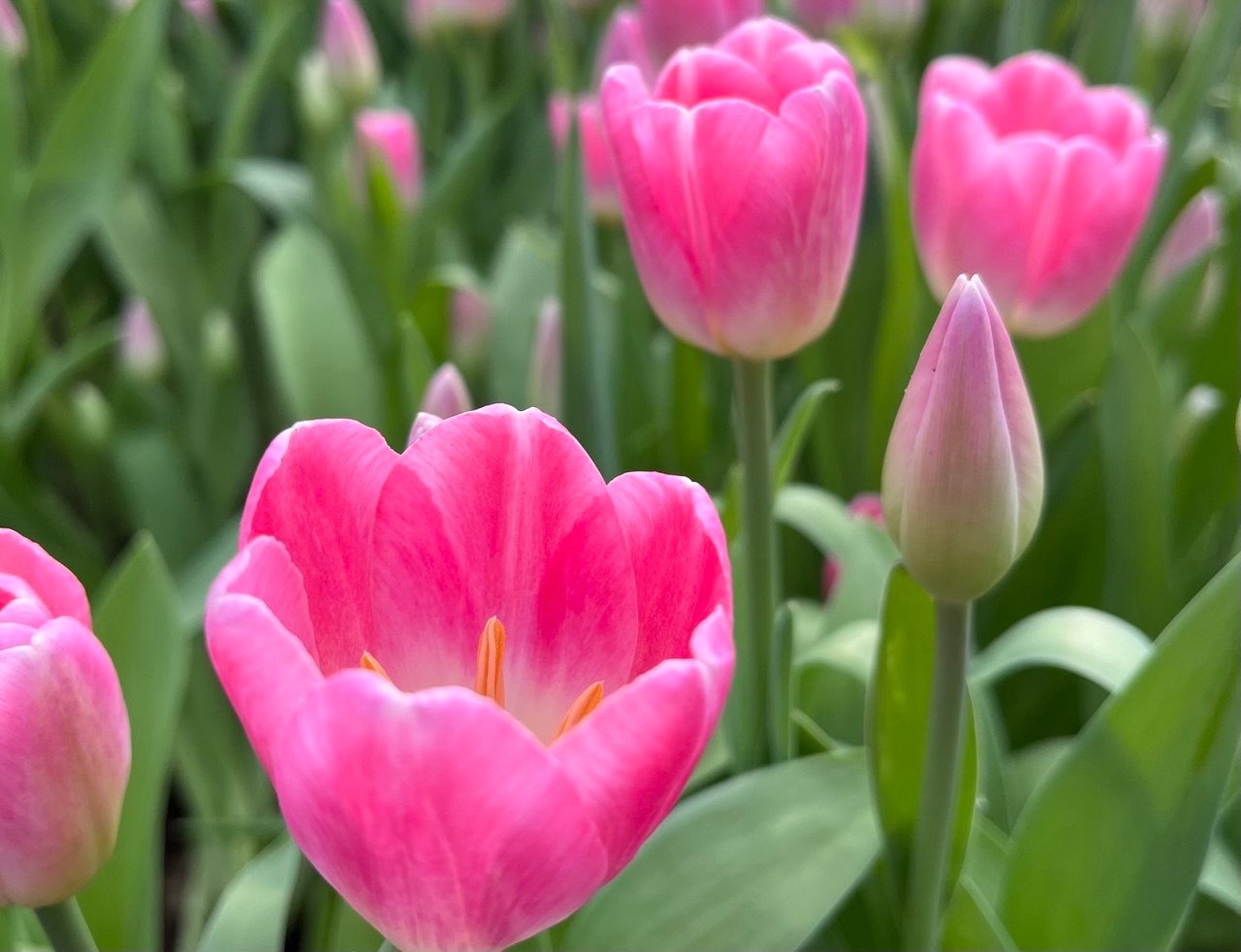 В Челнах к 8 Марта высадили 25 тысяч луковиц тюльпанов