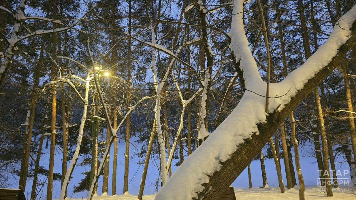 В Татарстане почти в 1,5 раза увеличат финансирование лесовосстановления