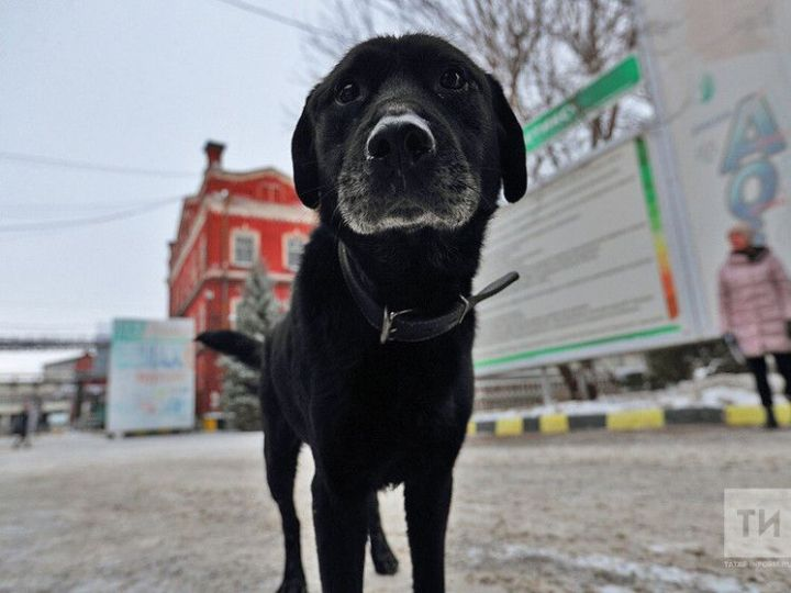 Ветеринары Татарстана предупредили об опасности пива для собак