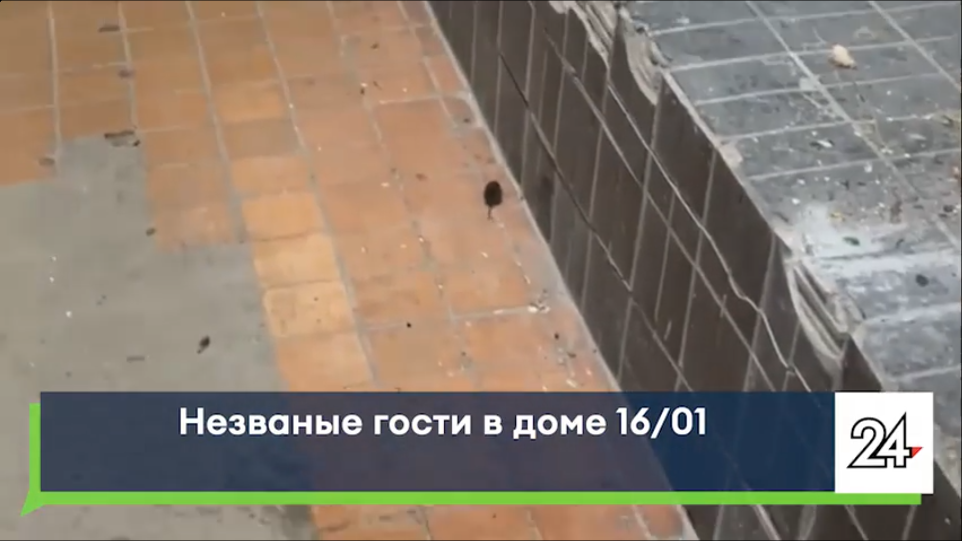 Мыши, тараканы и сырость: жители дома 16/01 в Челнах жалуются на условия