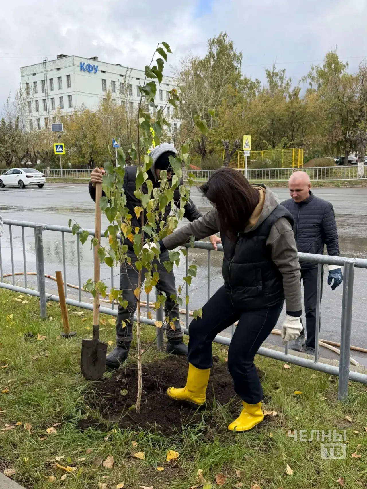 В Челнах на улице Батенчука высадили 67 берез
