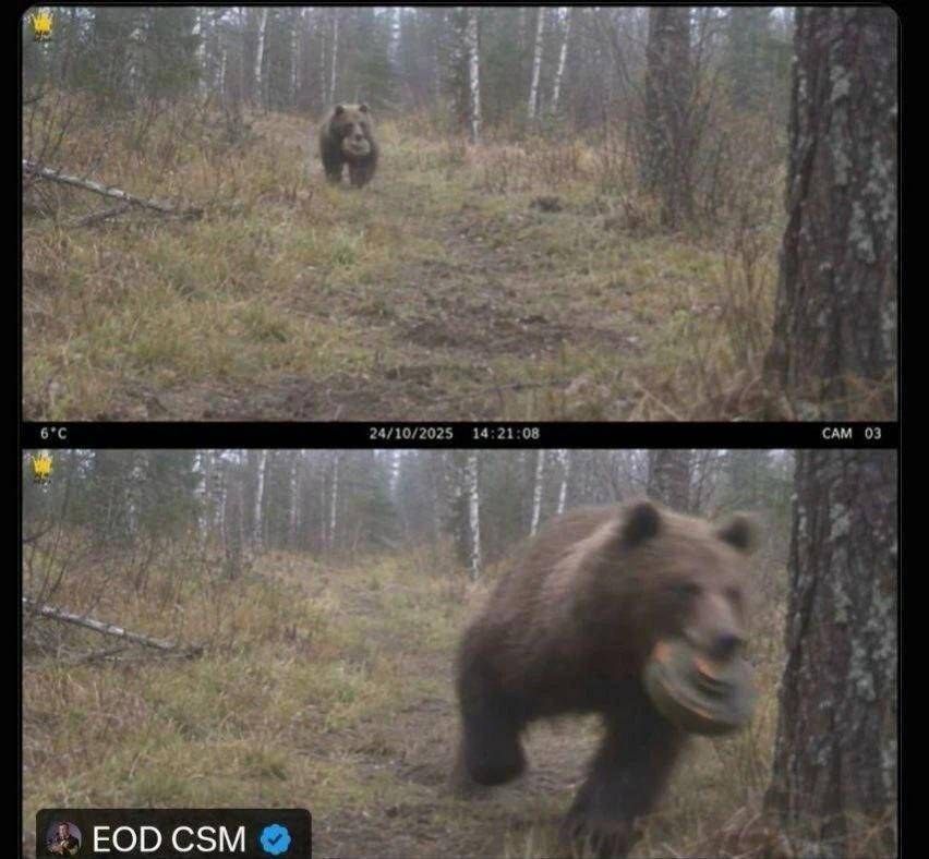 Фотоловушка засняла медведя, несущего в пасти противотанковую мину