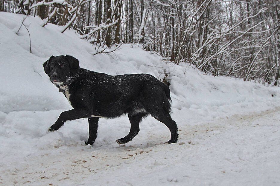 Нападение собак в Васильево: пенсионер госпитализирован в Зеленодольском районе