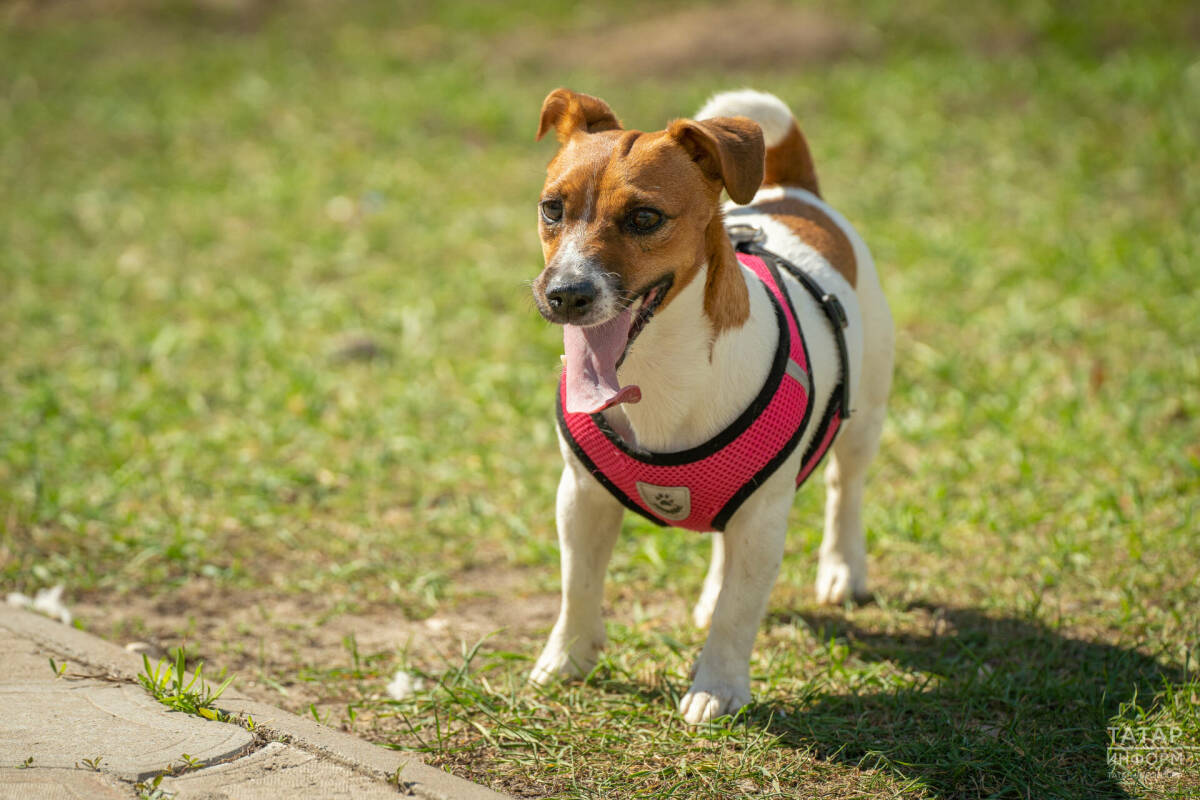 В России предложили ввести налог на выгул собак