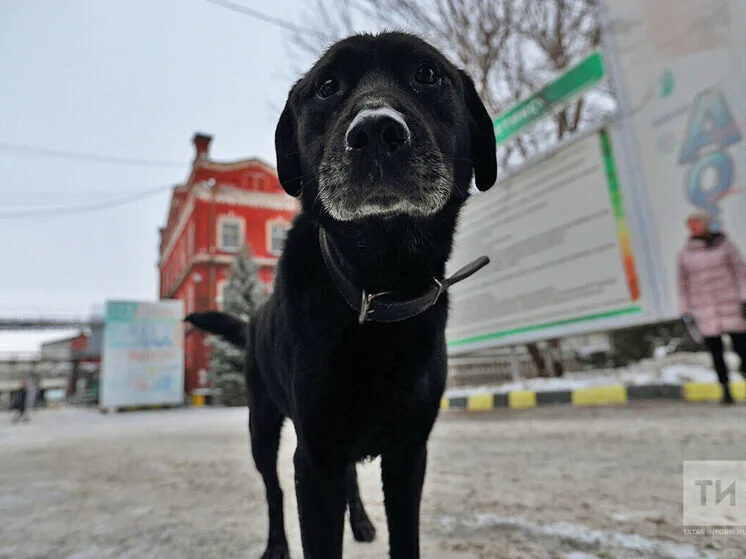 Кинолог объяснил, почему крик не работает в воспитании собак