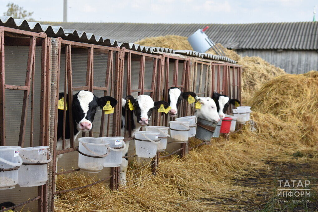 На сельское хозяйство Татарстана направят 16,6 млрд рублей