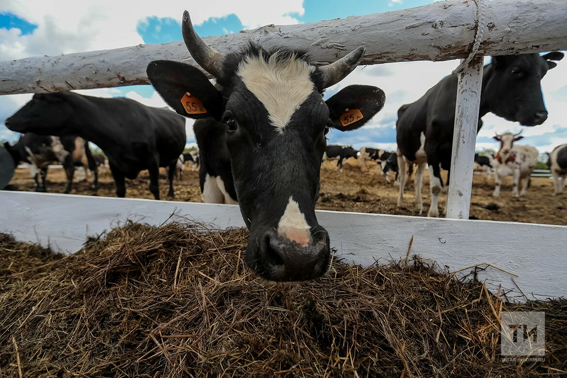 Ущерб от гибели скота в России превысил 1,5 млрд рублей