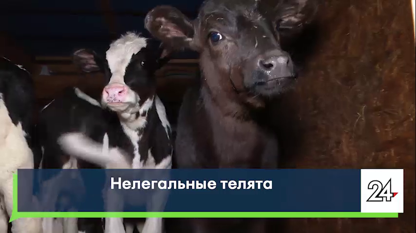 В очагах вспышки пастереллеза