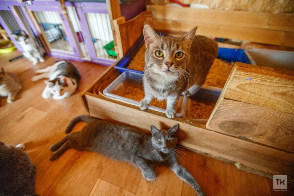 В Татарстане хотят ограничить число животных в квартирах