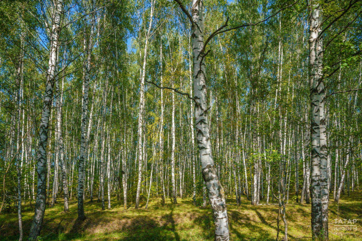 В Татарстане закупят лесную технику по нацпроекту