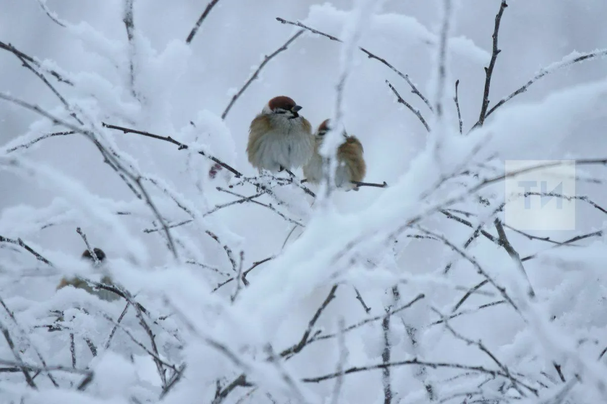 В Татарстане ожидаются морозы до −32 градусов