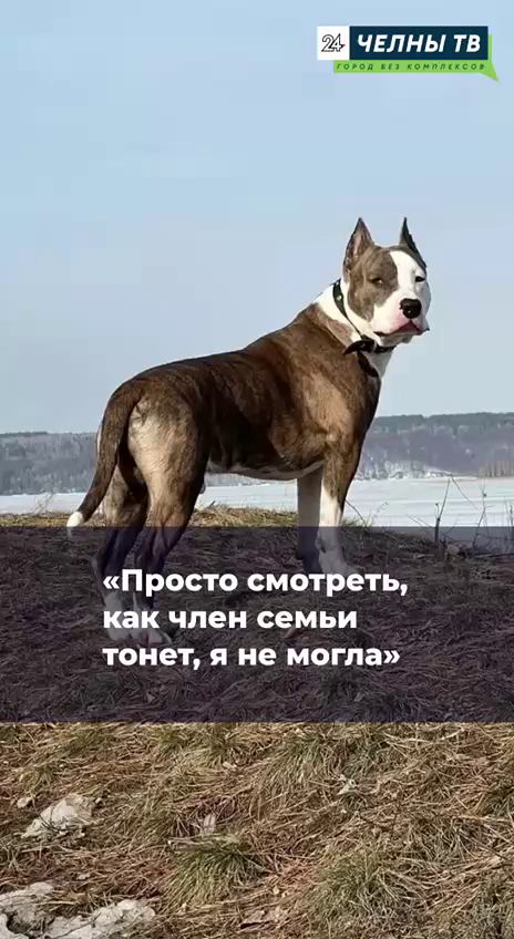 Героическая мама и спасённый пес: история на льду