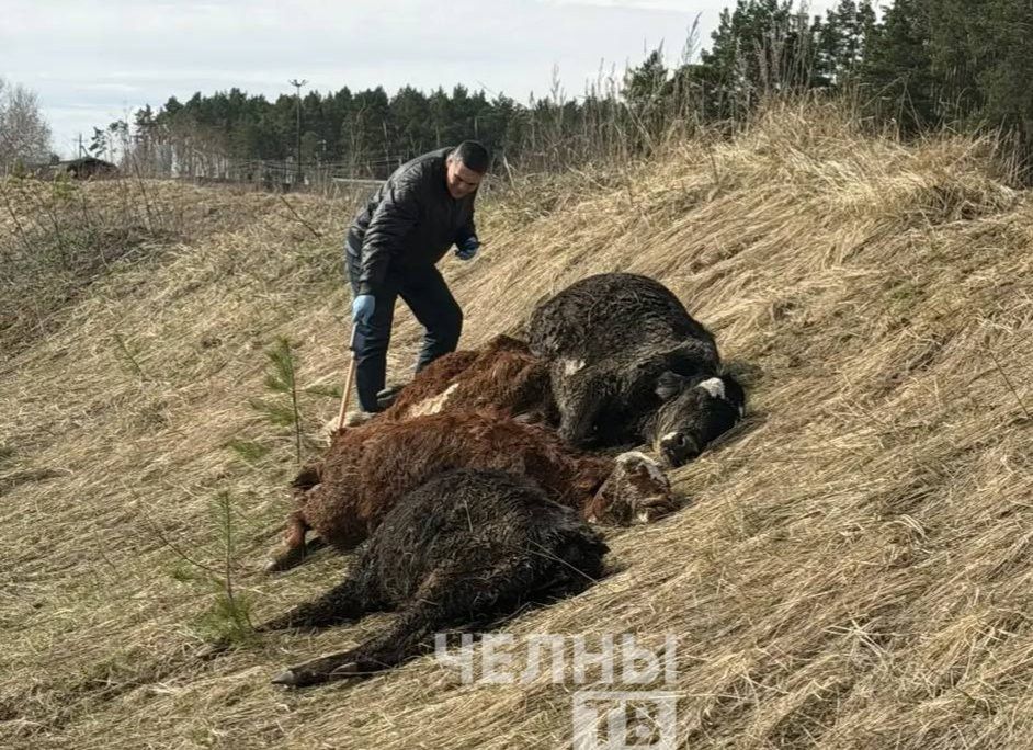Под Челнами нашли мертвых телят, начата ветеринарная проверка