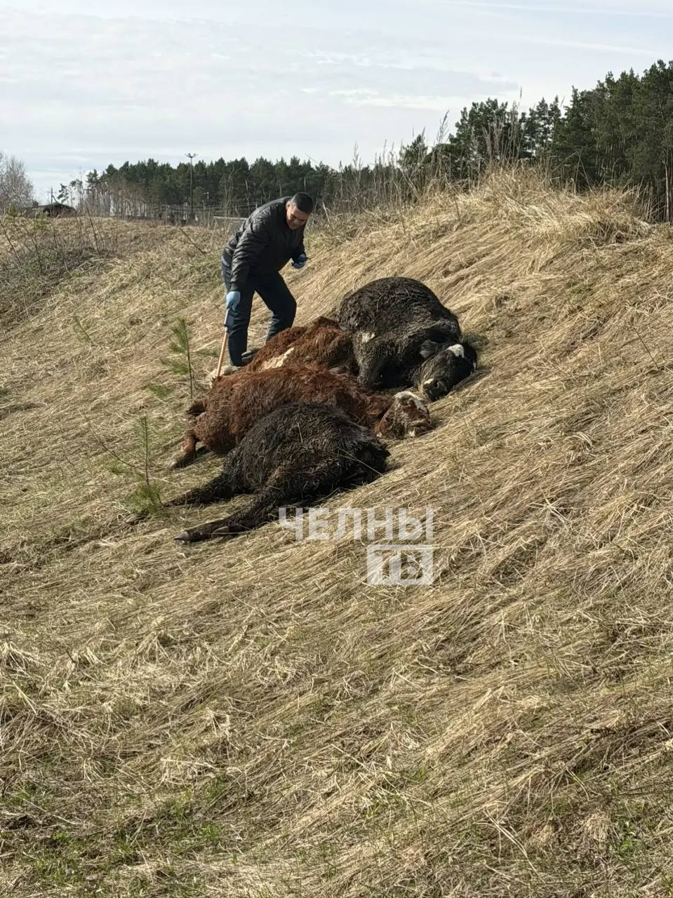 Под Челнами нашли мертвых телят, начата ветеринарная проверка