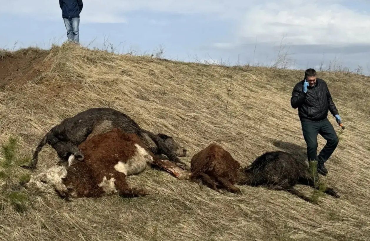 Под Челнами выясняют владельцев найденных мертвых телят