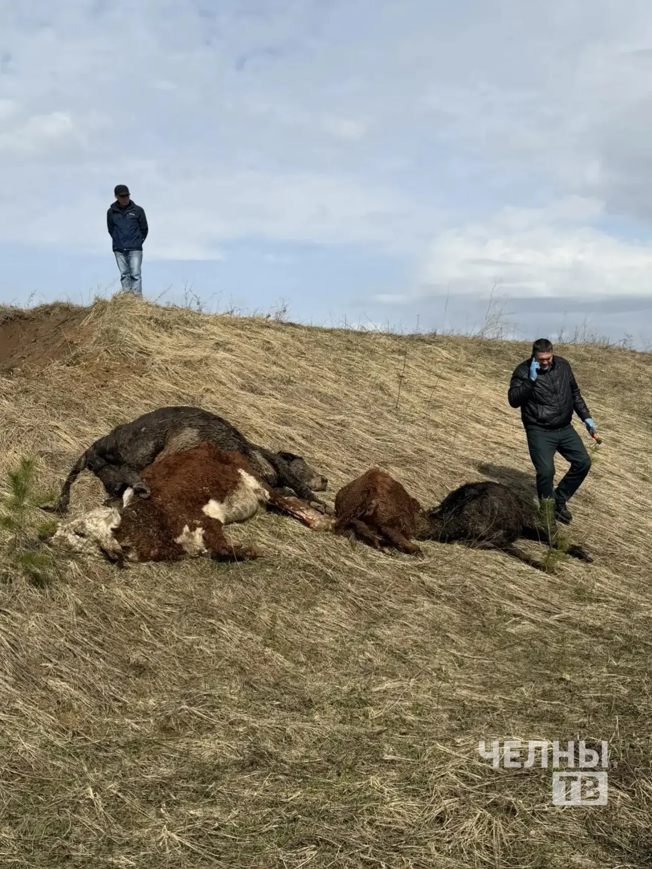 Под Челнами выясняют владельцев найденных мертвых телят