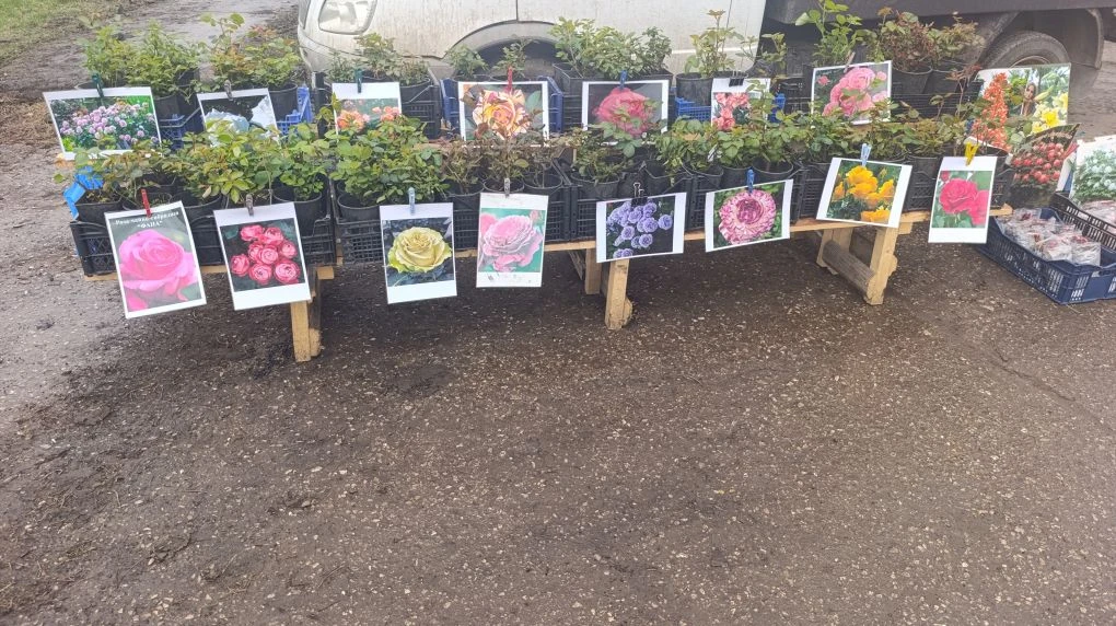 В Челнах начались продажи саженцев на стихийных рынках