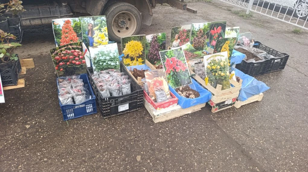 В Челнах начались продажи саженцев на стихийных рынках