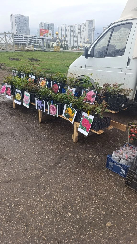 В Челнах начались продажи саженцев на стихийных рынках