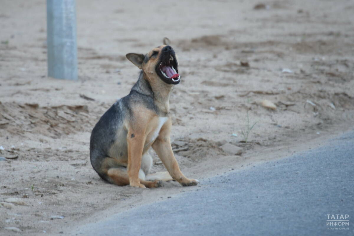 В РТ утвердили порядок экстренных мер по бездомным животным
