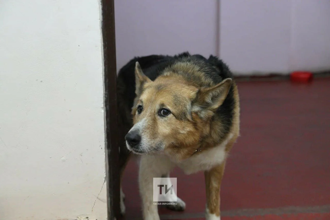 В Татарстане суд рассмотрит иск о нападении собаки на подростка