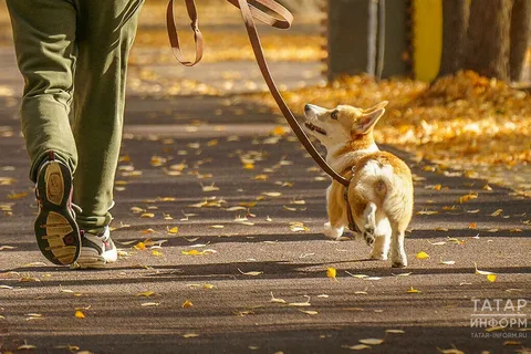 В Госдуме предложили увеличить штраф за отказ от домашних животных