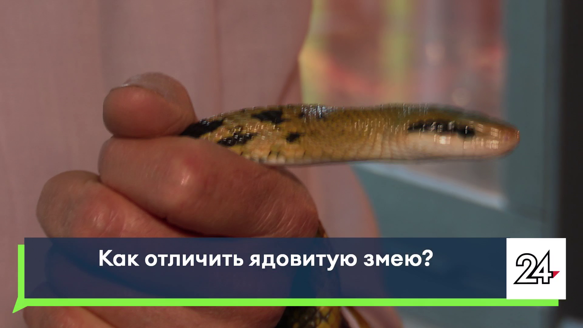В Татарстане объяснили массовое появление змей этой весной
