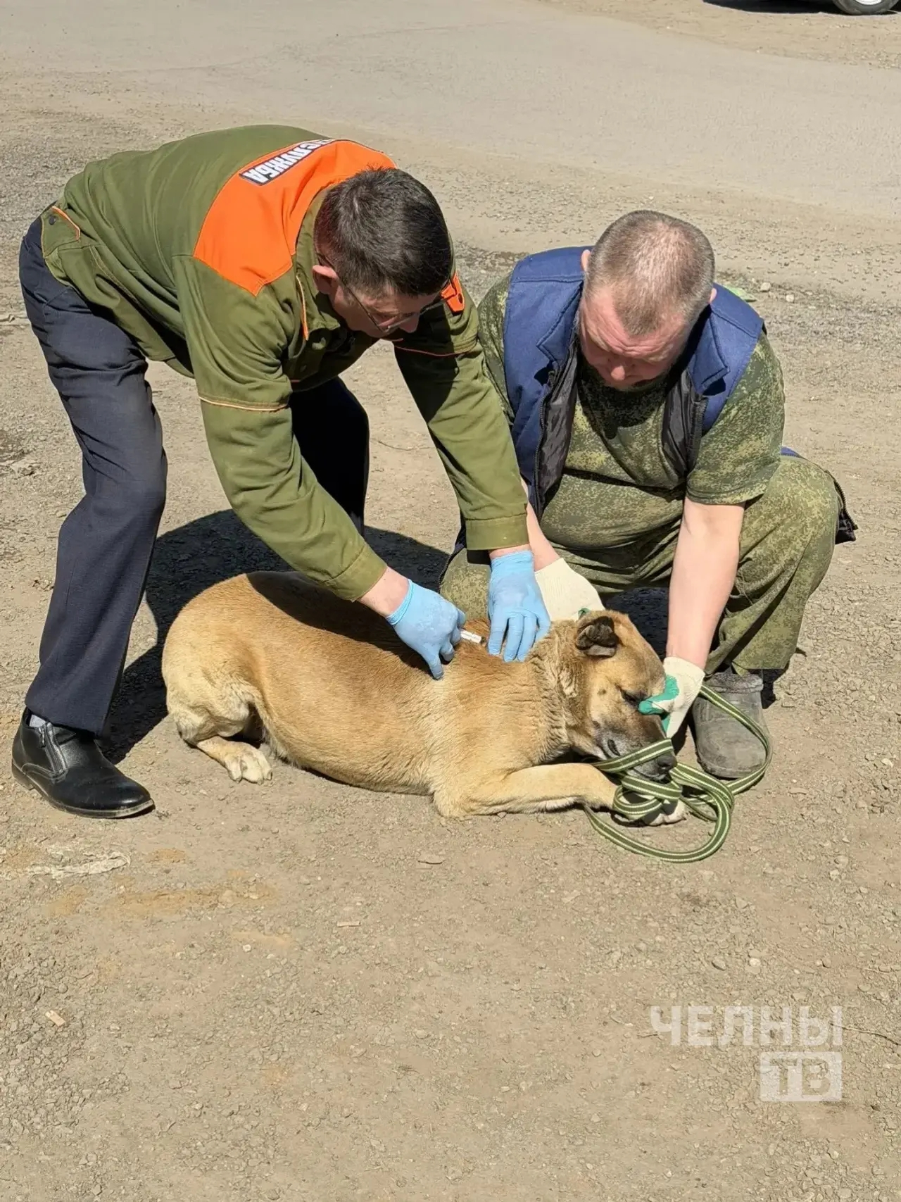 В СНТ под Челнами началась бесплатная вакцинация животных