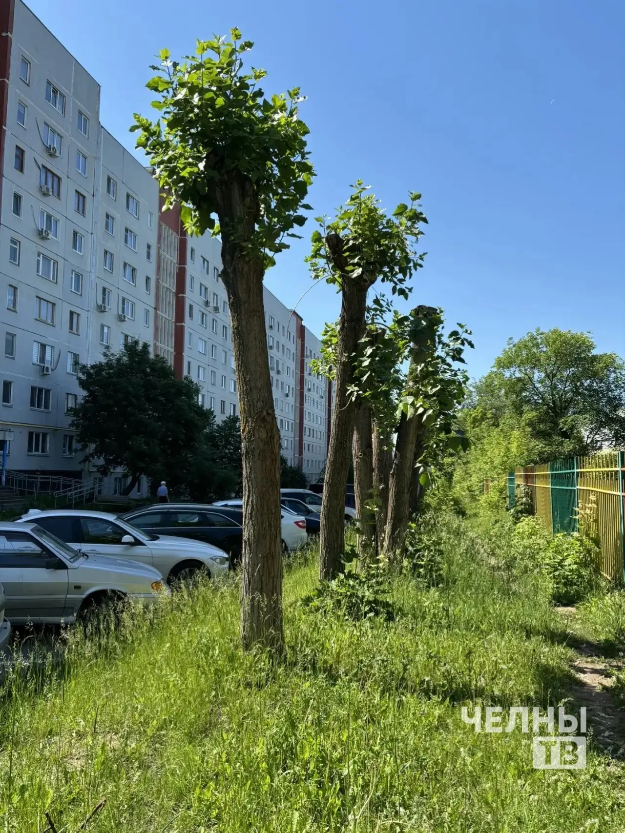 Тополиный пух атакует двор: жители 32 комплекса требуют обрезки деревьев