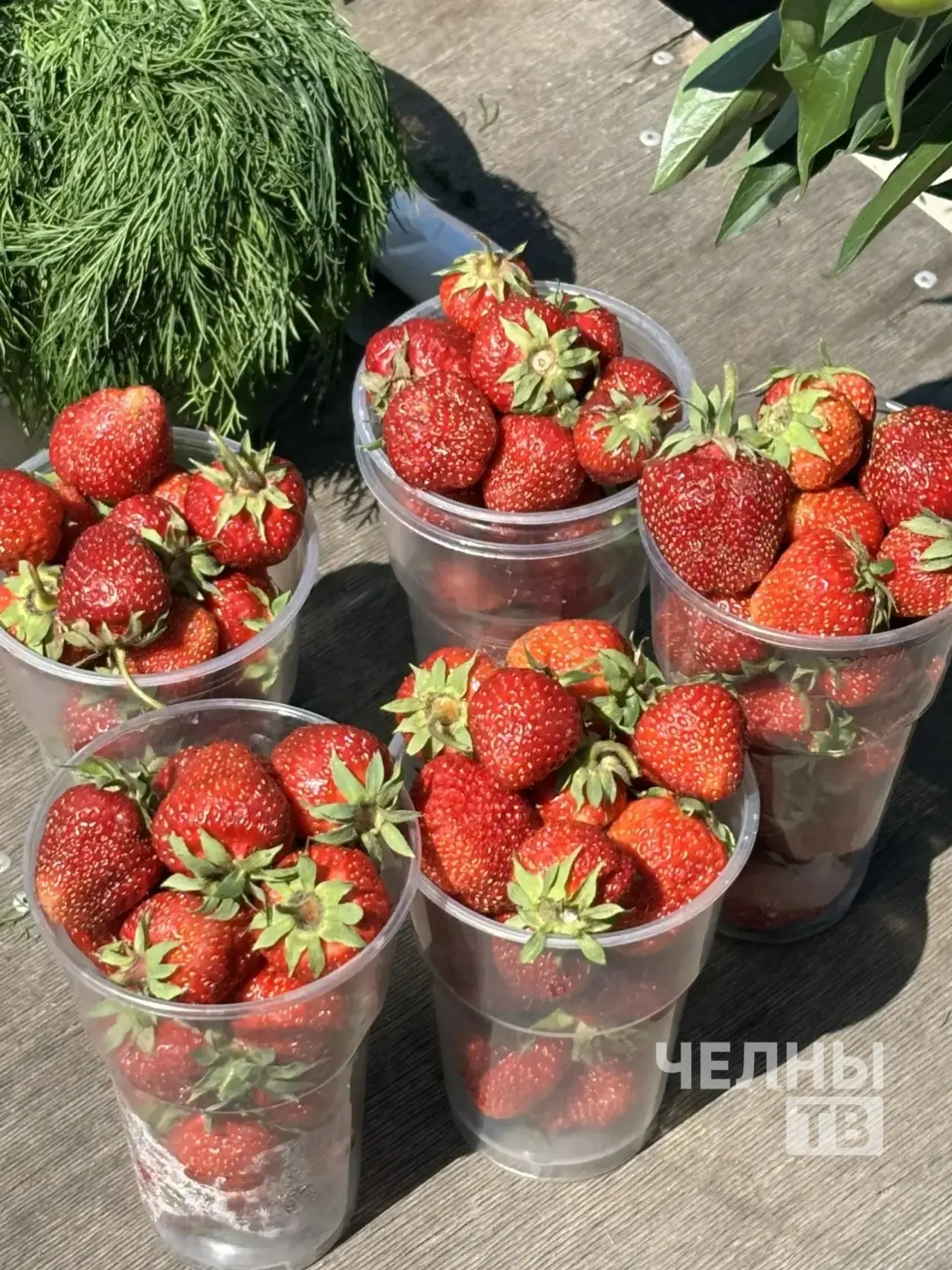 Клубника созрела раньше срока: челнинцы собирают первый урожай