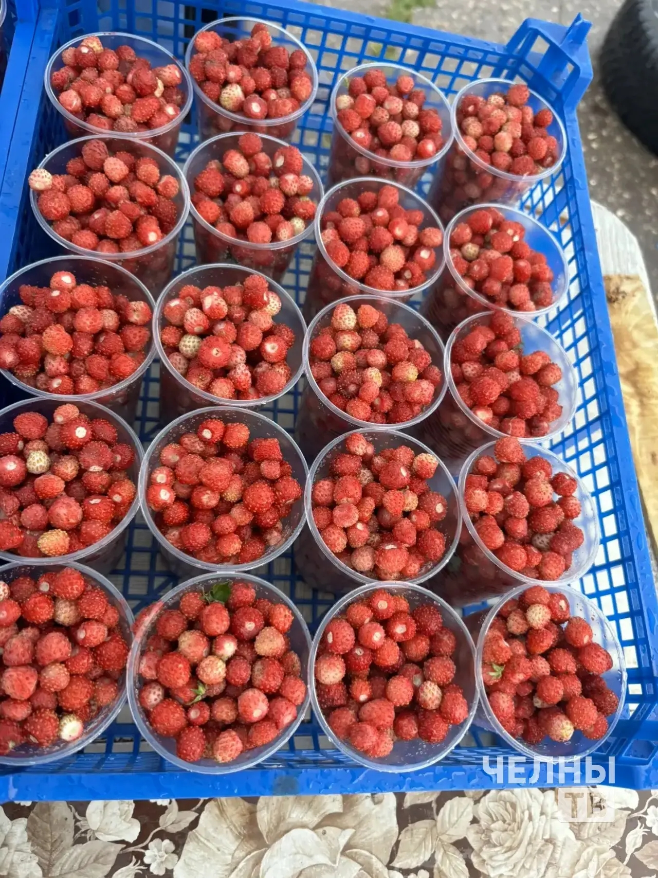 В Челнах стартовали продажи лесной и полевой земляники