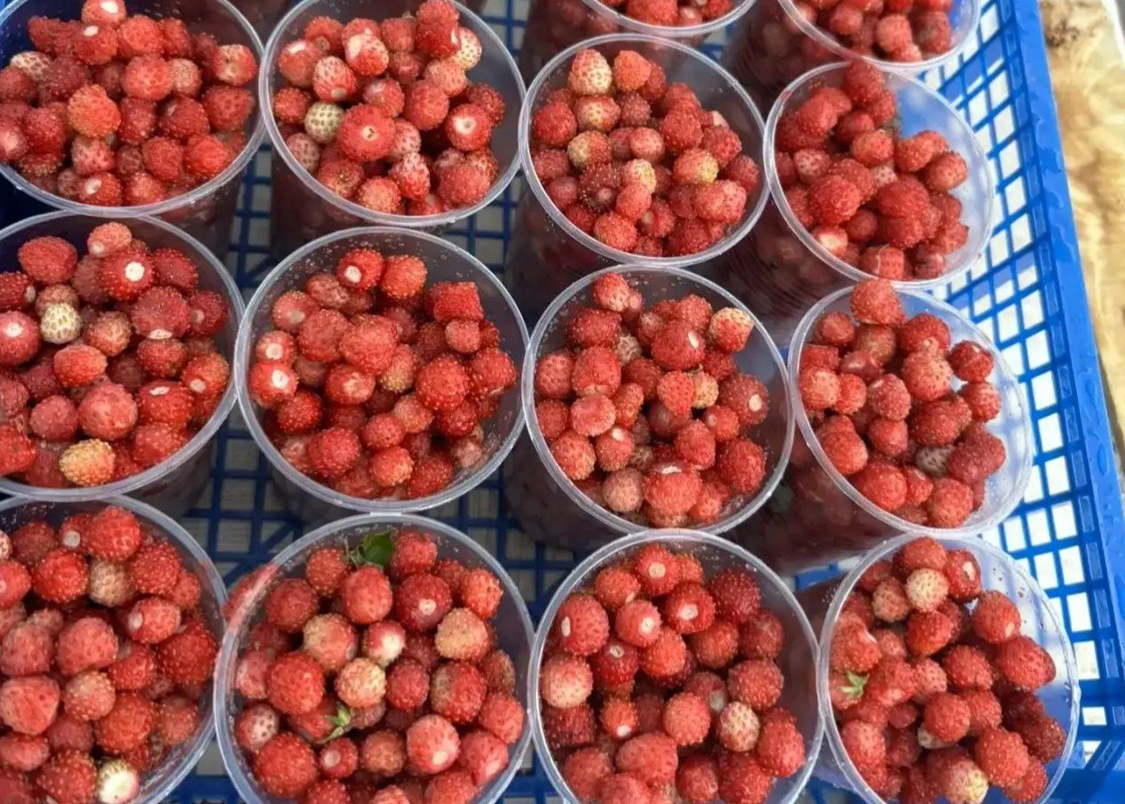 В Челнах стартовали продажи лесной и полевой земляники