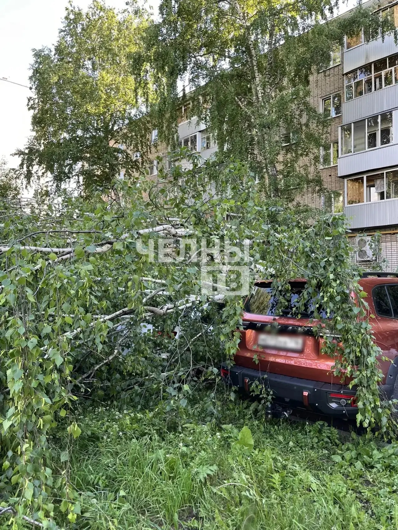 В Челнах упавшее дерево повредило два автомобиля во дворе дома