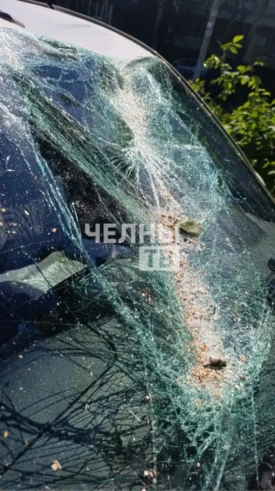 В Челнах упавшее дерево повредило два автомобиля во дворе дома