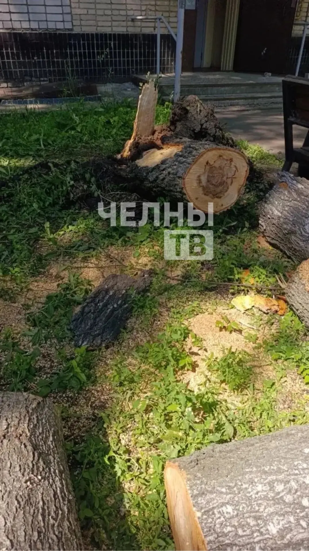 В Челнах упавшее дерево повредило два автомобиля во дворе дома