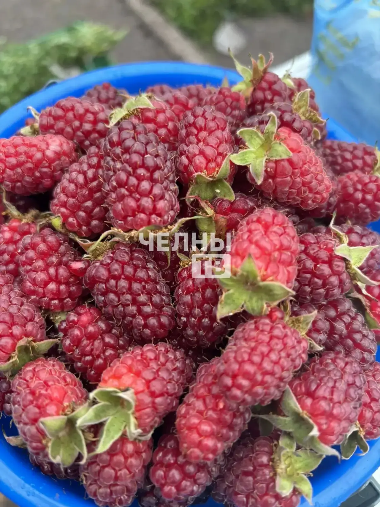 В Челнах стартовал ягодный сезон, но урожай малины заметно просел