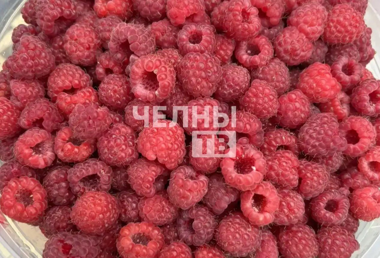 В Челнах стартовал ягодный сезон, но урожай малины заметно просел