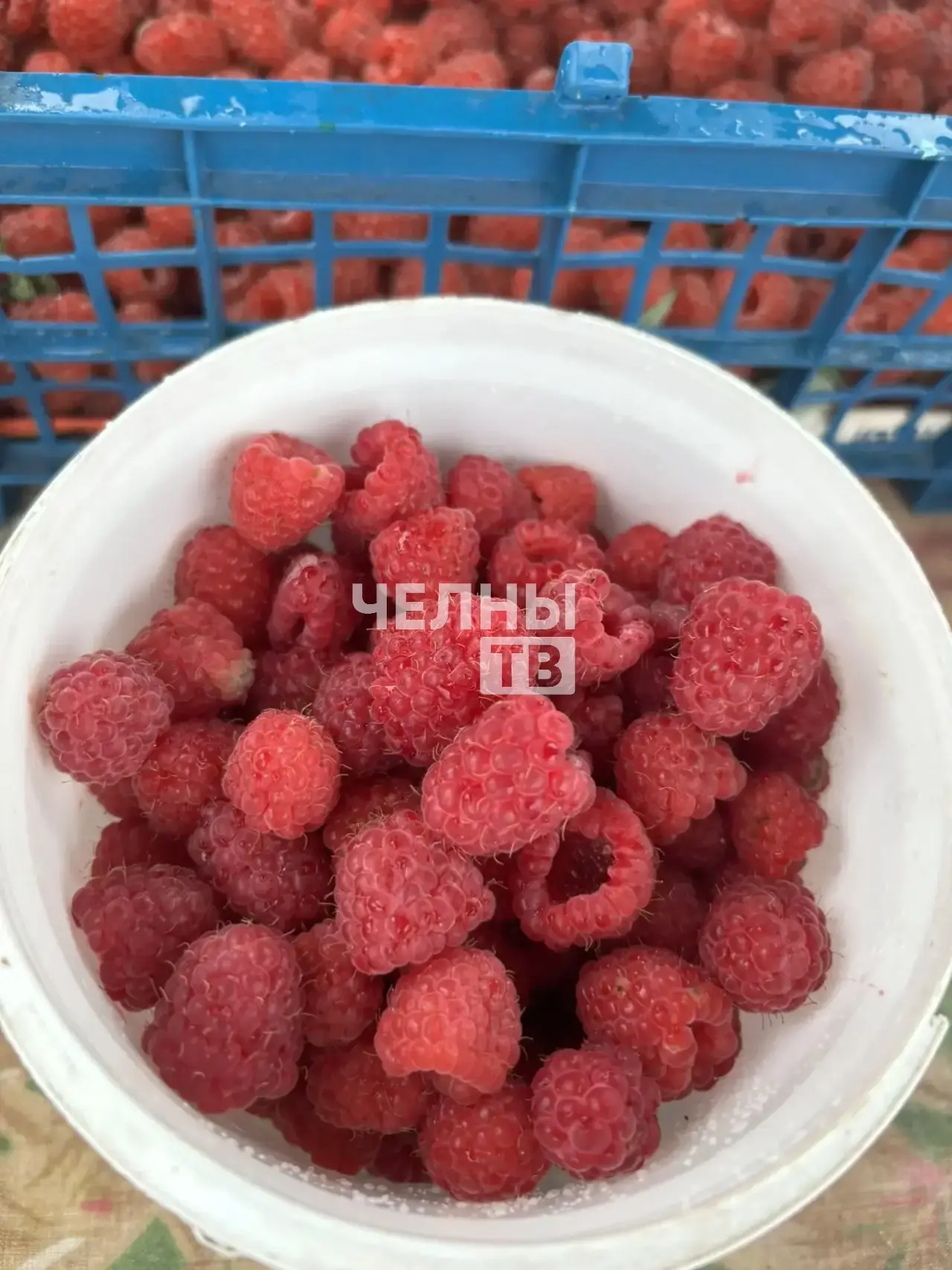 В Челнах стартовал ягодный сезон, но урожай малины заметно просел