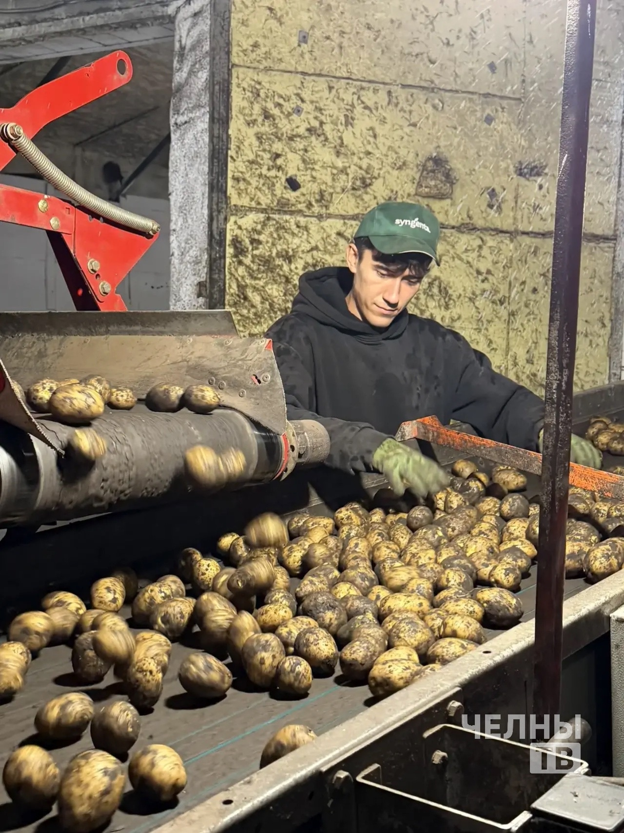 В Тукаевском районе продолжается уборка картофеля
