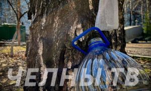 «Природный эликсир»: До какого времени в Татарстане можно добывать березовый сок?